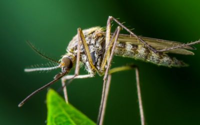 Malaria: Key Facts, Symptoms, Transmission, Prevention and Treatment